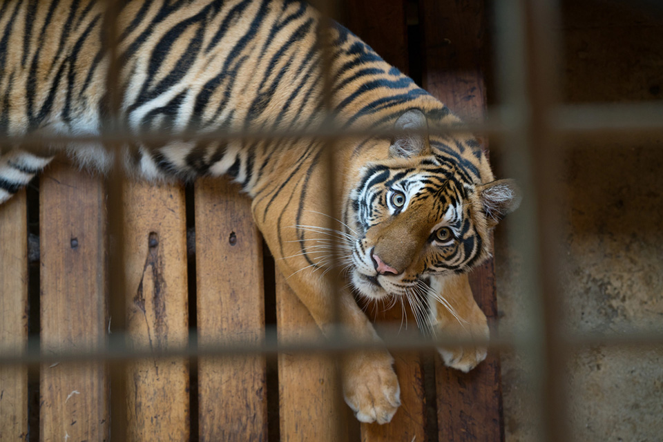 tiger behind bars in a zoo cage