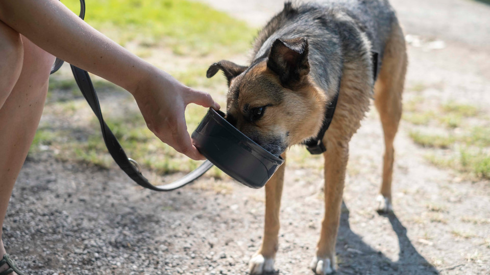 Hund trinkt aus einer Schüssel