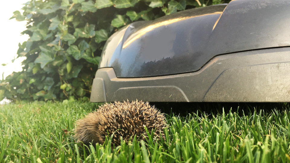 Mähroboter hinter Igel