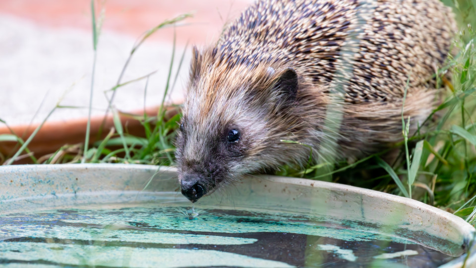 Igel trinkt Wasser