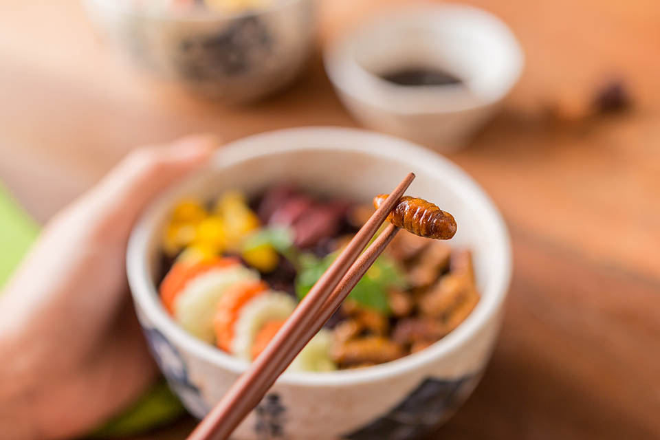 Insects food with Rice Berry -  Human female hands holding insects food with Rice Berry in a retro bowl. Healthy meal high protein diet concept. Close-up, Selective focus.