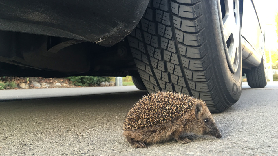 Igel vor einem Autoreifen